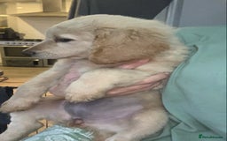 Double Doodle dogs for sale: Beautiful rare litter of Double Doodles - Image 17