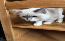 Ragdoll cats for sale: Kittens for sale - Image 2