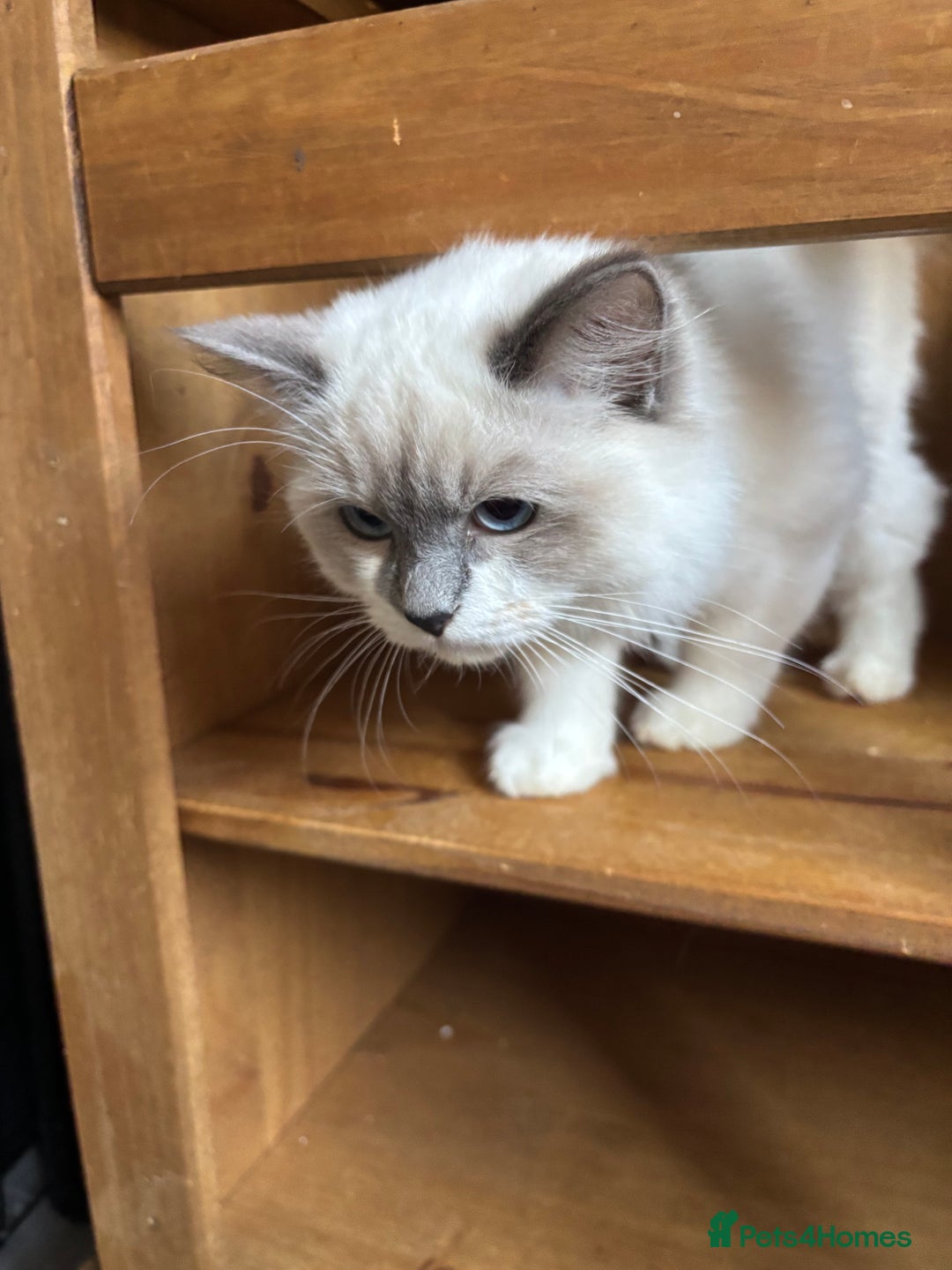 Ragdoll cats for sale: Kittens for sale - Image 2