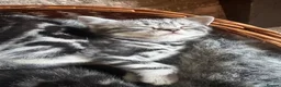British Shorthair cats for sale: British Shorthair silver tabby kittens  in Radstock - Advert 3