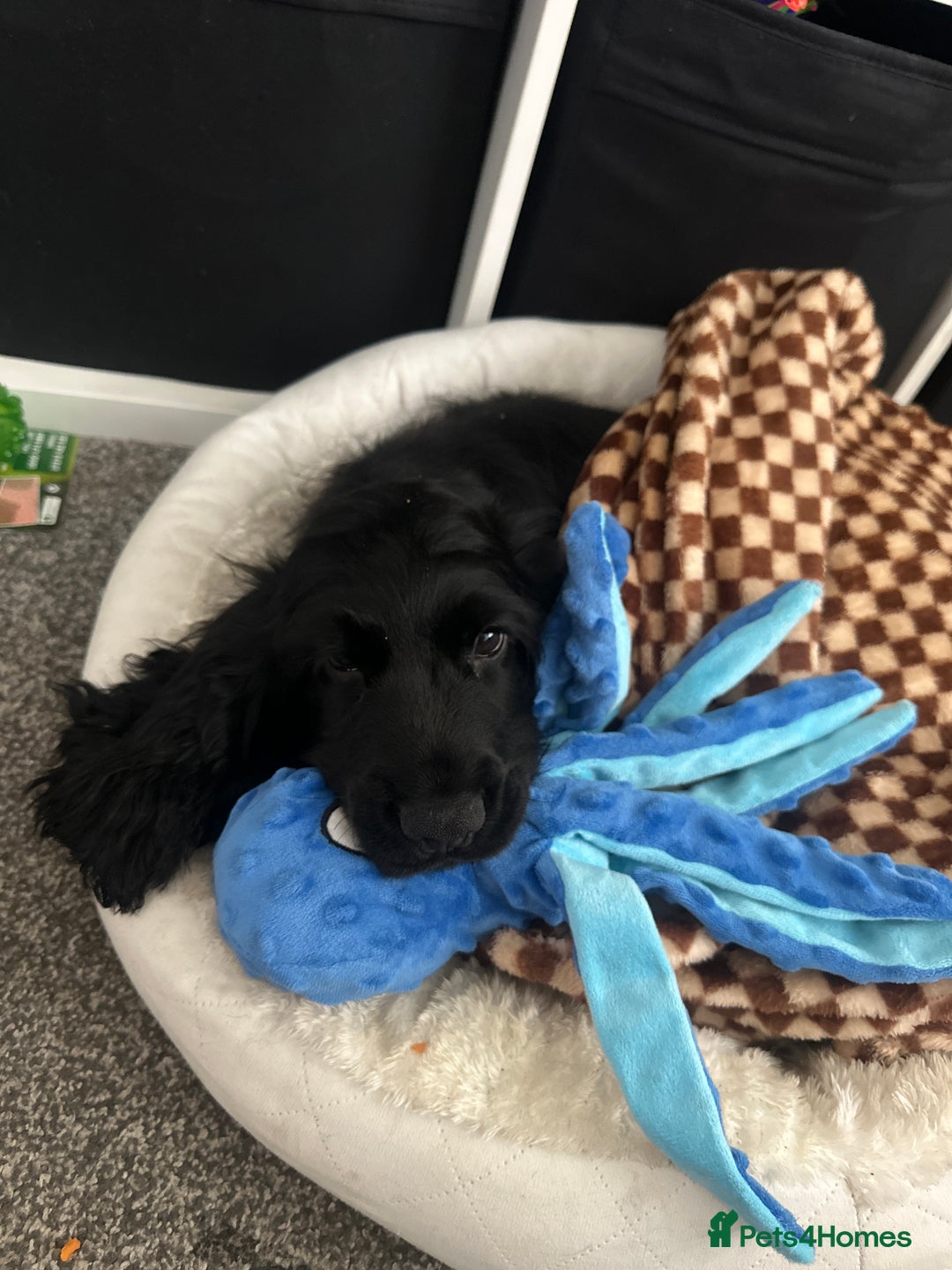 Cocker Spaniel dogs for sale: English show cocker spaniel male - Image 7