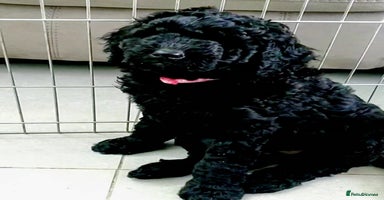 Mixed Breed dogs - Advert 3