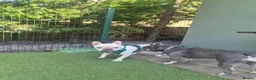 French Bulldog dogs for sale: Male Platinum Frenchie in Croydon - Advert 7
