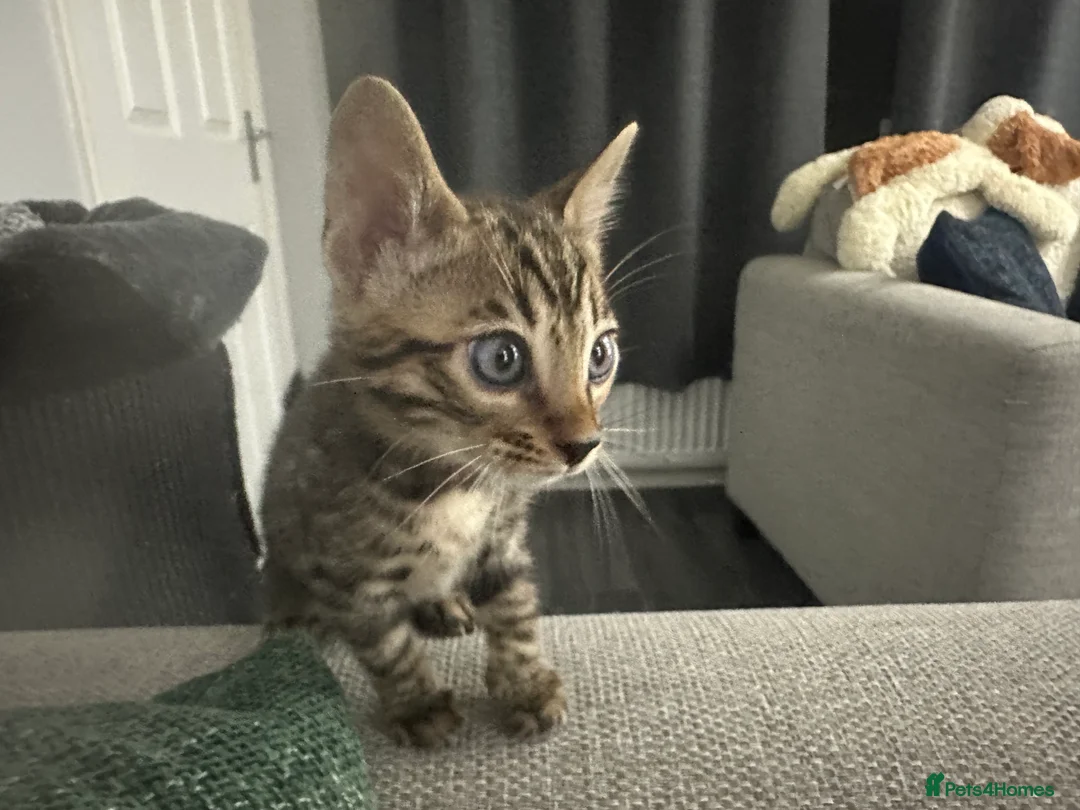 Bengal cats for sale: Beautiful silver snow lynx Bengal babies - Advert 5