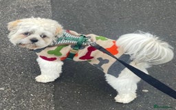 Shih Tzu dogs for stud: Shih Tzu FOR STUD ONLY - Image 8