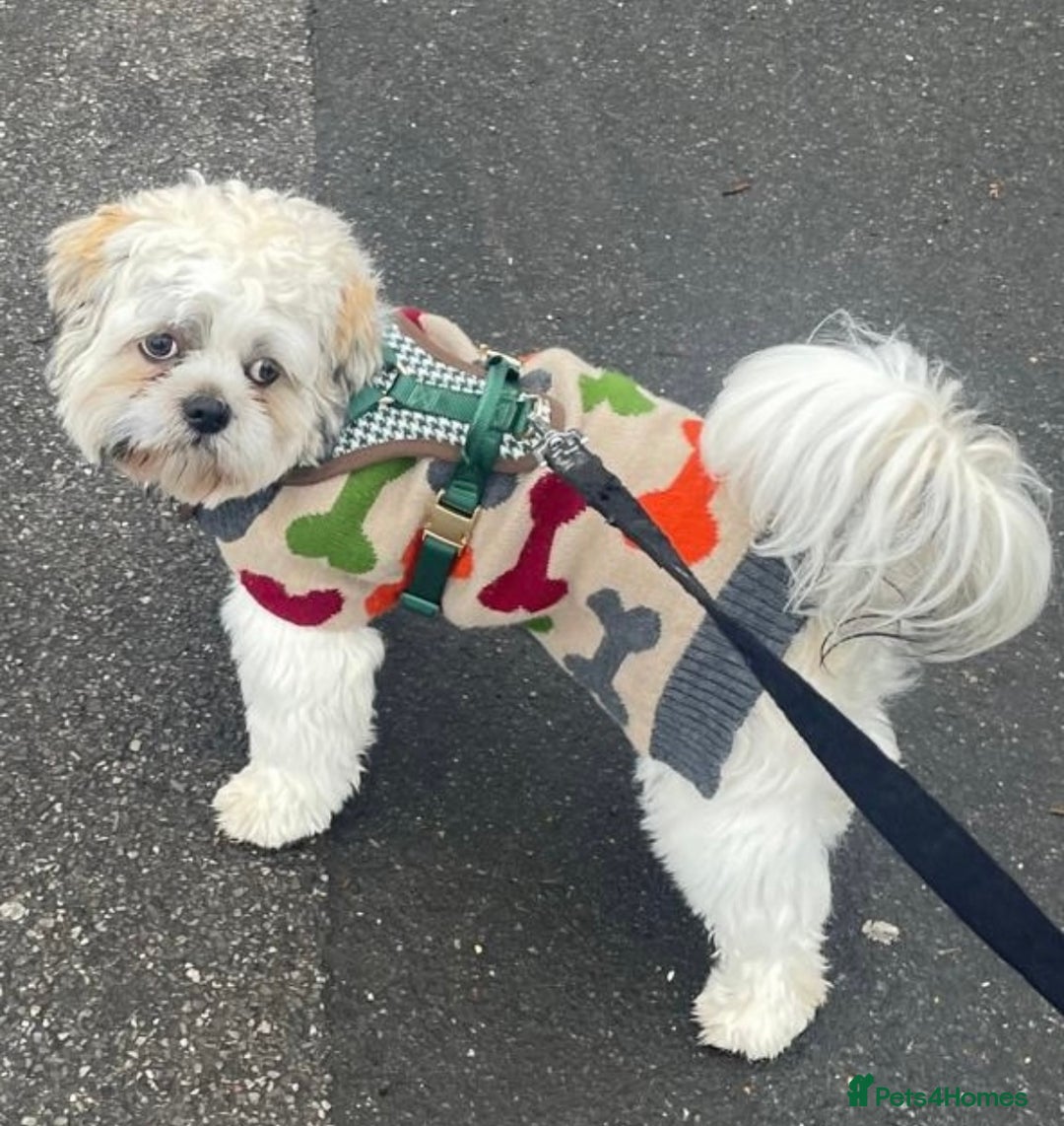 Shih Tzu dogs for stud: Shih Tzu FOR STUD ONLY - Image 8