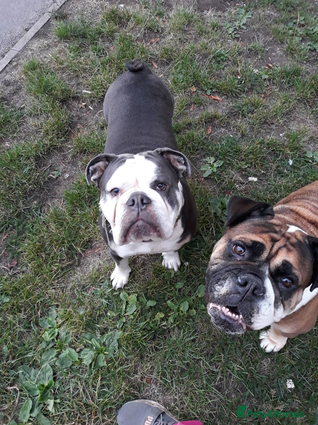 Mixed Breed dogs for sale: F1 olde English bulldog - Advert 6