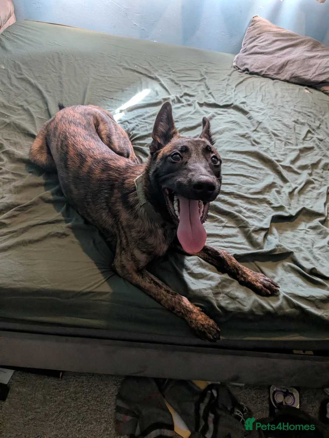 Belgian Shepherd Dog dogs for sale: belgian malinois 6 months old in Horsham - Advert 3