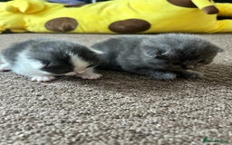 British Shorthair cats for sale: Ralphy - Image 5
