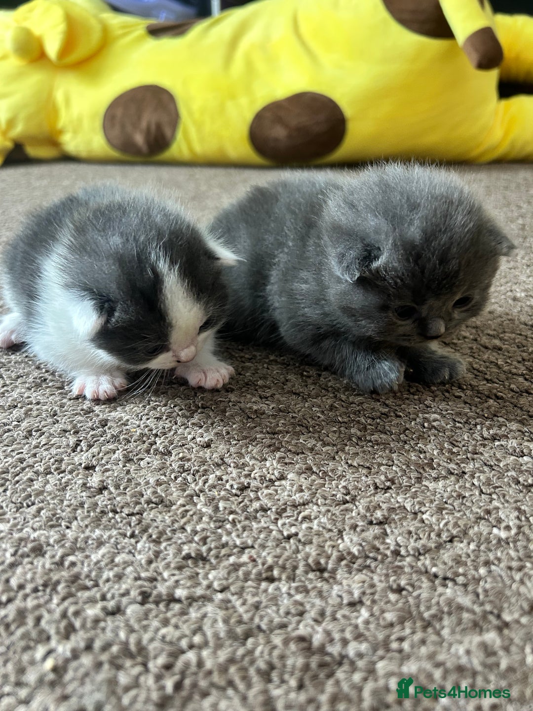 British Shorthair cats for sale: Ralphy - Image 5