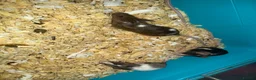 Mouse rodents for sale: Loads of females and males - Advert 6