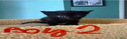 Mixed Breed cats for sale: Beautiful Fluffy Kittens  - Advert 7