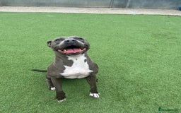Staffordshire Bull Terrier dogs for sale: Zink - The Staffie - Image 2