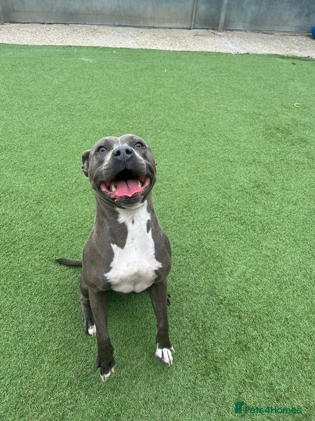 Staffordshire Bull Terrier dogs for sale: Zink - The Staffie - Image 2