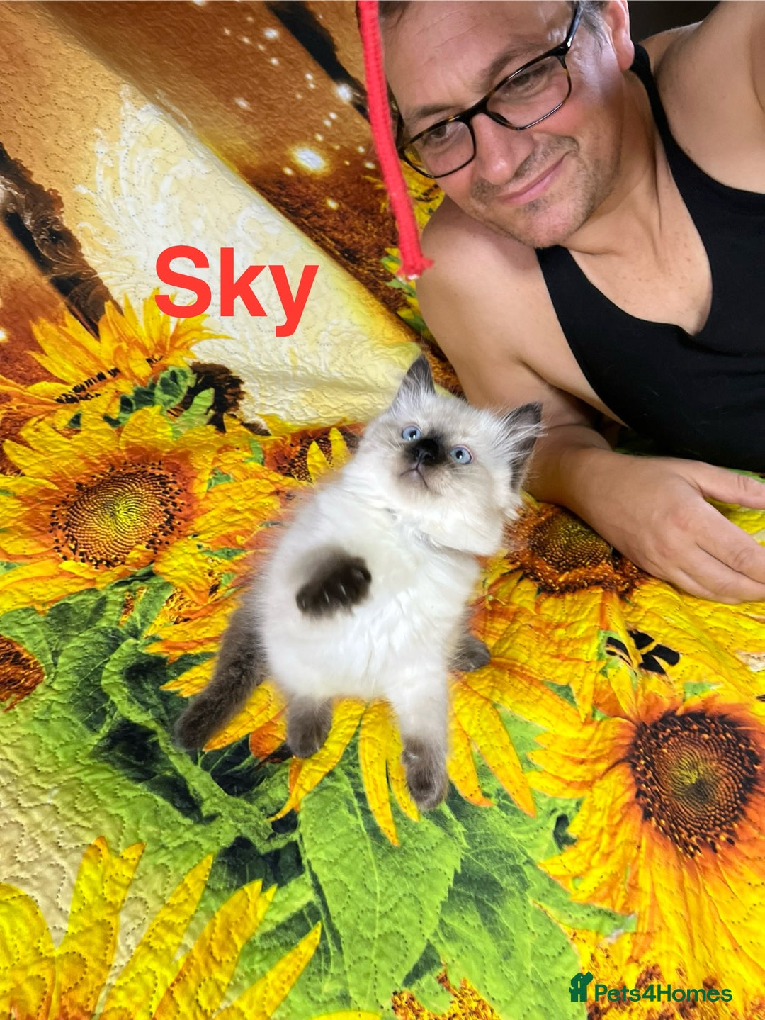 Ragdoll cats for sale: 🐈❤️5 Pure Ragdolls Waiting for Loving Family❗️❤️ - Image 27