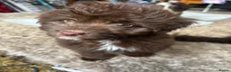 Mixed Breed dogs for sale: Cavapoo cross pomsky  - Advert 2