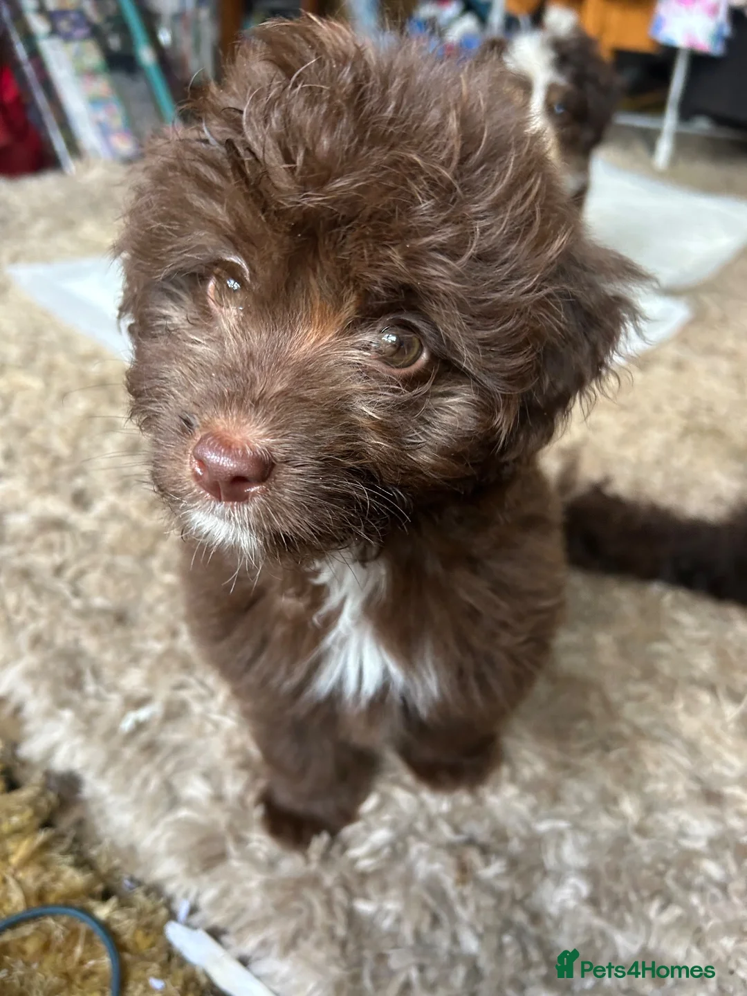 Mixed Breed dogs for sale: Cavapoo cross pomsky  - Advert 2