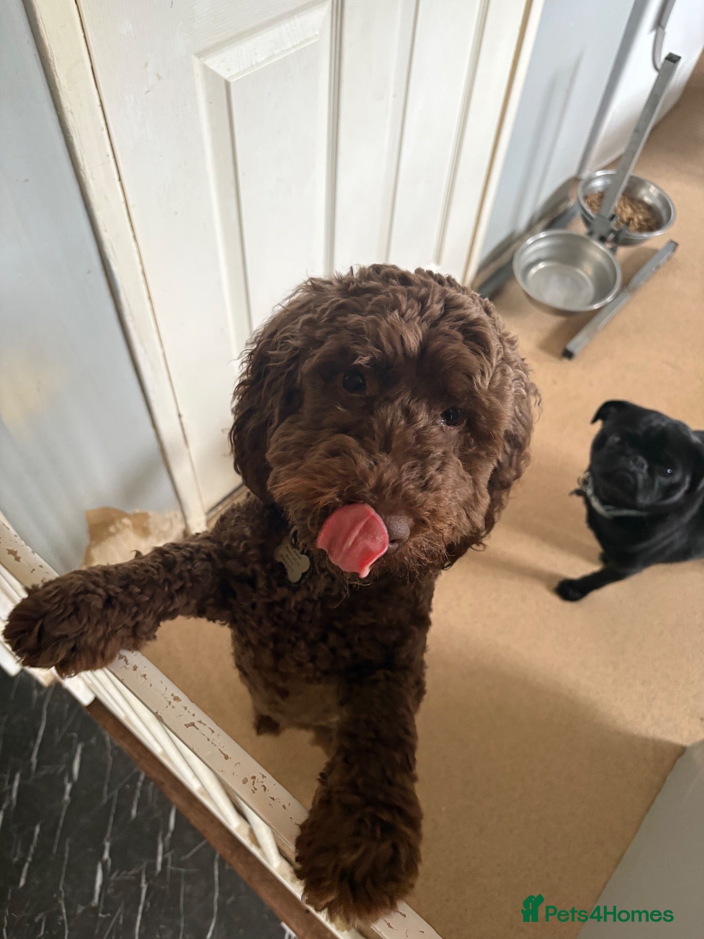 Cockapoo dogs Bear  - Advert 5
