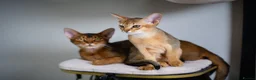 Abyssinian cats for sale: Majestic Abyssinian Boy-READY NOW-Champion Line - Advert 24
