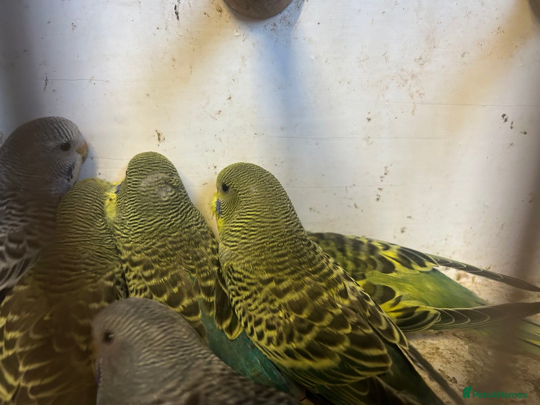 Budgerigars birds for sale: Budgies for sale, all in good health… - Image 9