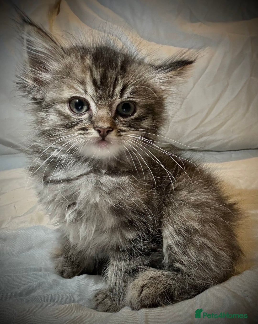 Ragdoll cats for sale: Ragdolls  - Image 15