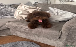Toy Poodle dogs for sale: Toy poodle puppy  - Image 7