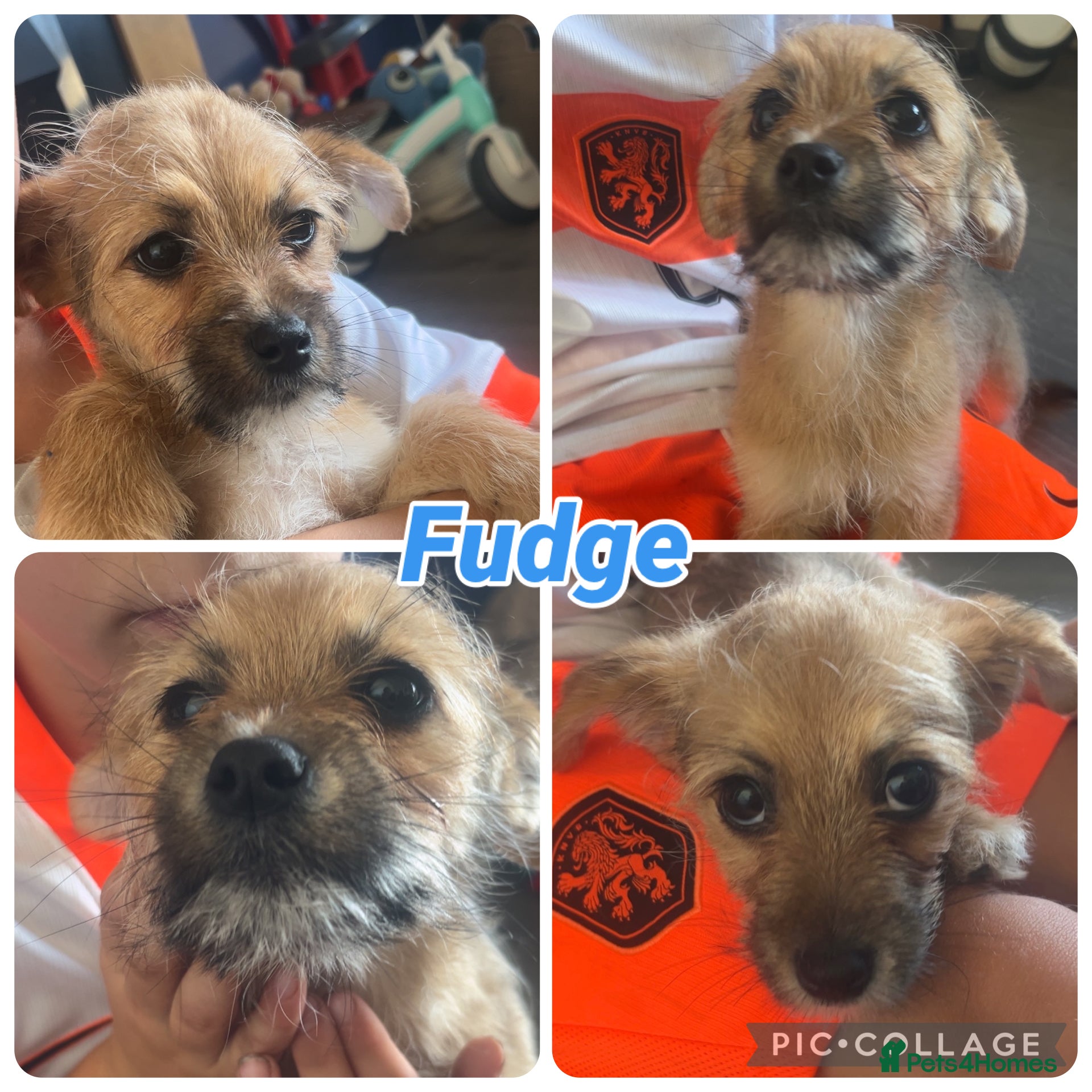 Shihpoo dogs 1 beautiful shihpoo left fudge  - Advert 3