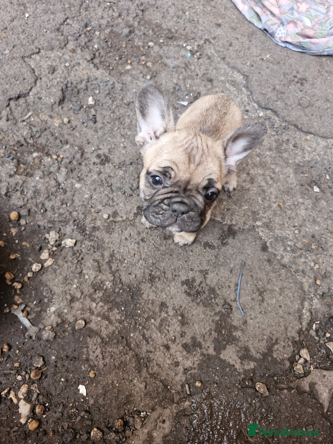 French Bulldog dogs for sale: French puppy's  - Image 3