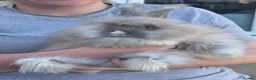 Angora rabbits for sale: Angora’s looking for new homes - Advert 1