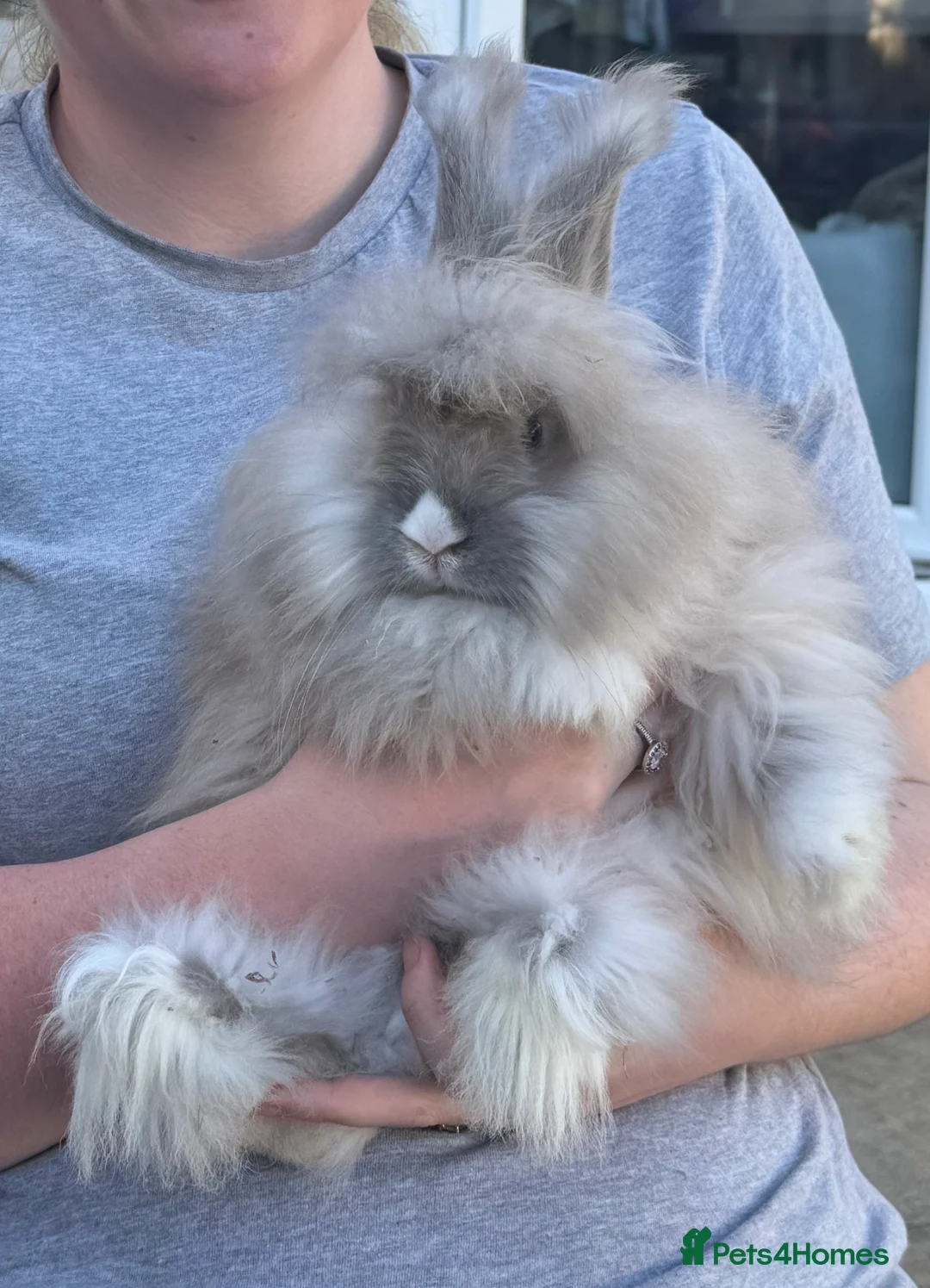 Angora rabbits for sale: Angora’s looking for new homes - Advert 1