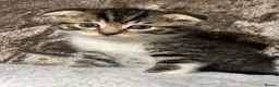 Scottish Fold cats for sale: Scottish fold x British fold kittens  - Advert 6
