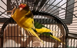 Parakeets birds for sale: Baby kakariki  - Image 14