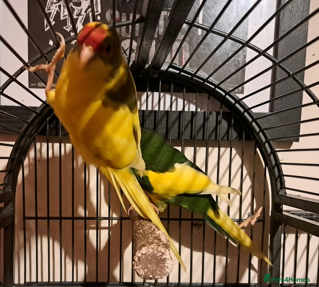 Parakeets birds for sale: Baby kakariki  - Image 14