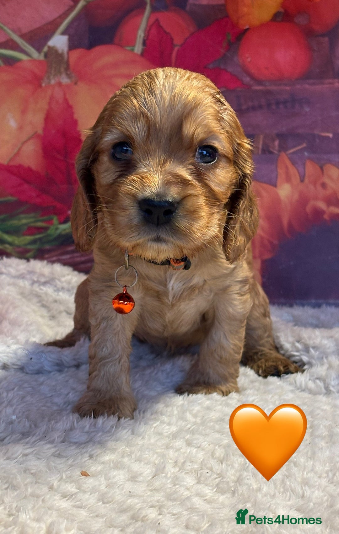 Cocker Spaniel dogs for sale: Outstanding KC Show Cocker Spaniels - Image 21