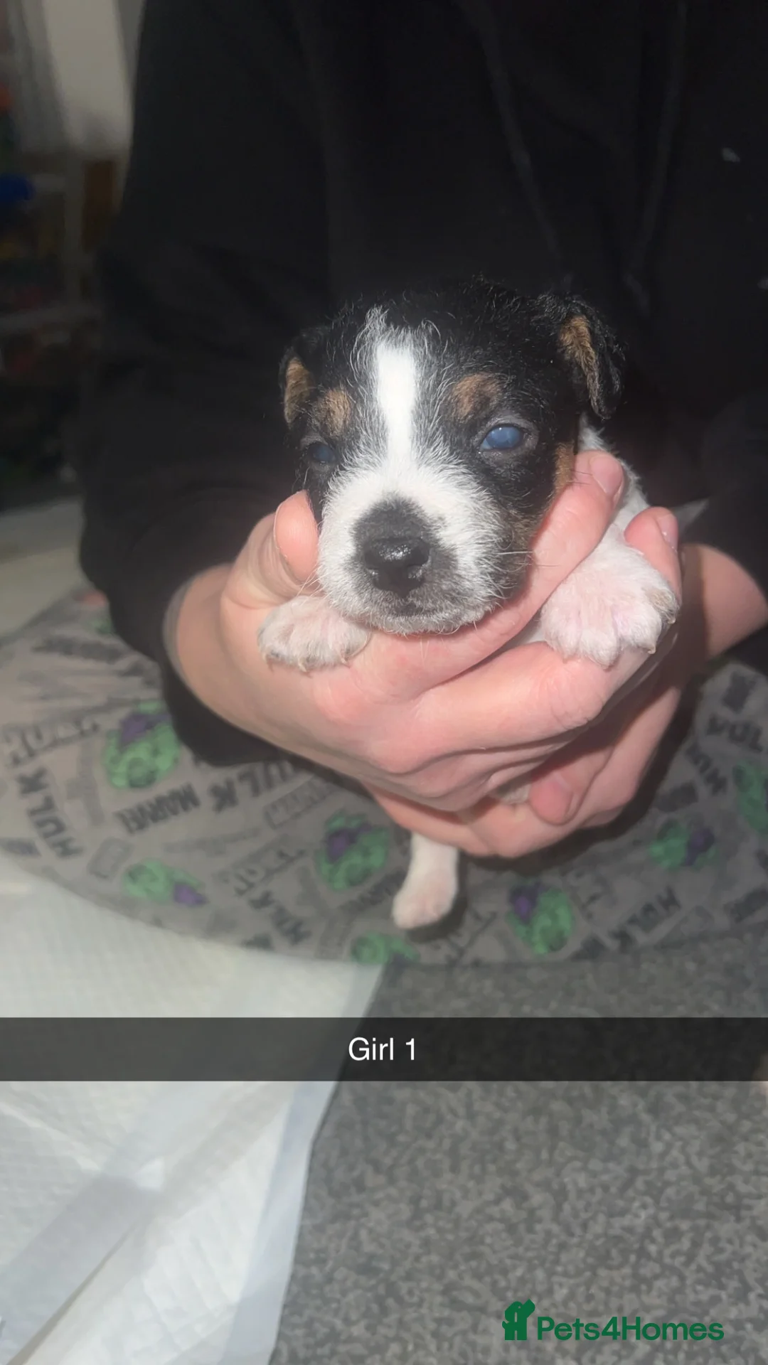 Parson Russell dogs for sale: Parson Russell Terriers  - Advert 4