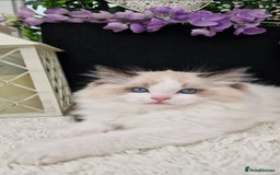 Ragdoll cats for sale: 🩷✨️Lovely Chunky EU kittens✨️🏆TICA Award cattery - Image 35