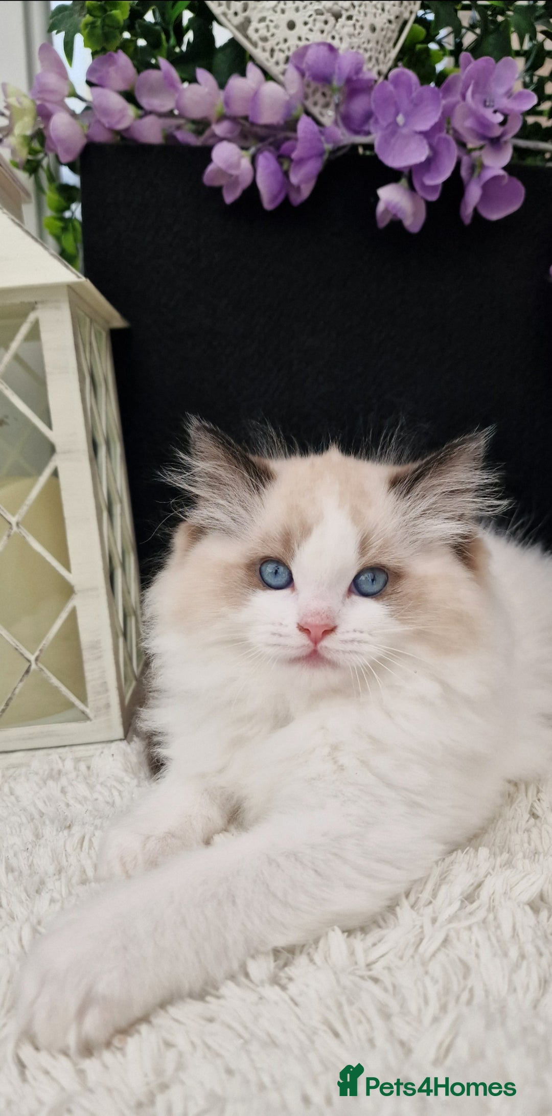 Ragdoll cats for sale: 🩷✨️Lovely Chunky EU kittens✨️🏆TICA Award cattery - Image 35