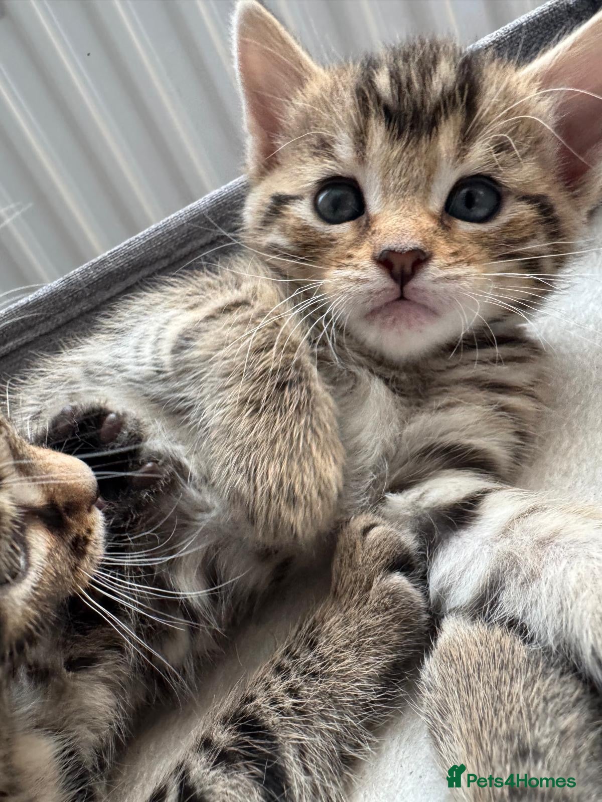 Bengal cats for sale: Adorable little creatures, bengals - Advert 15