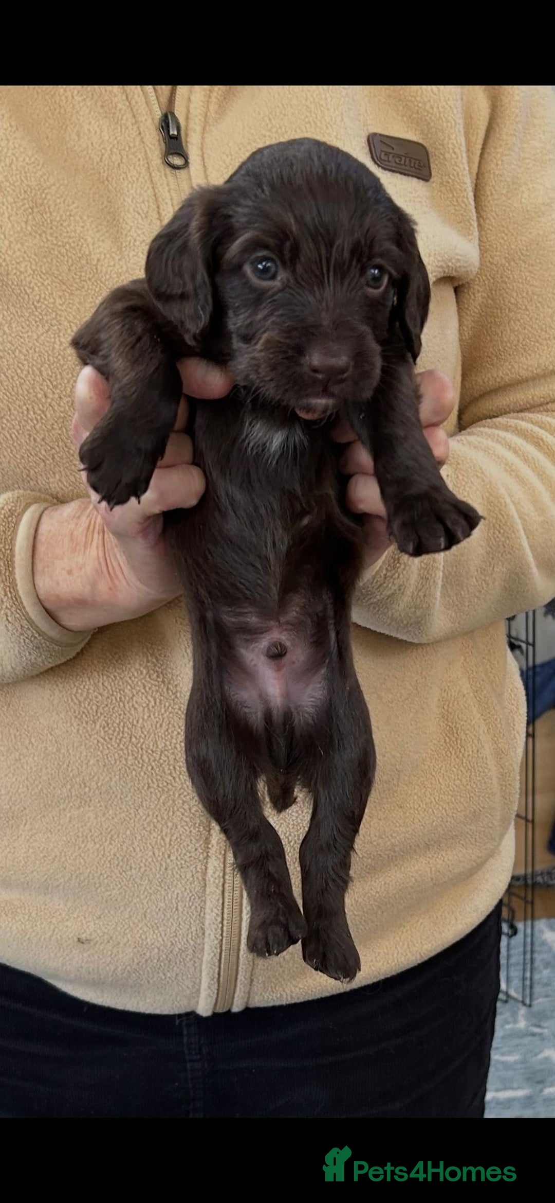 Cocker Spaniel dogs for sale: English Working Cocker Spaniel - Advert 4