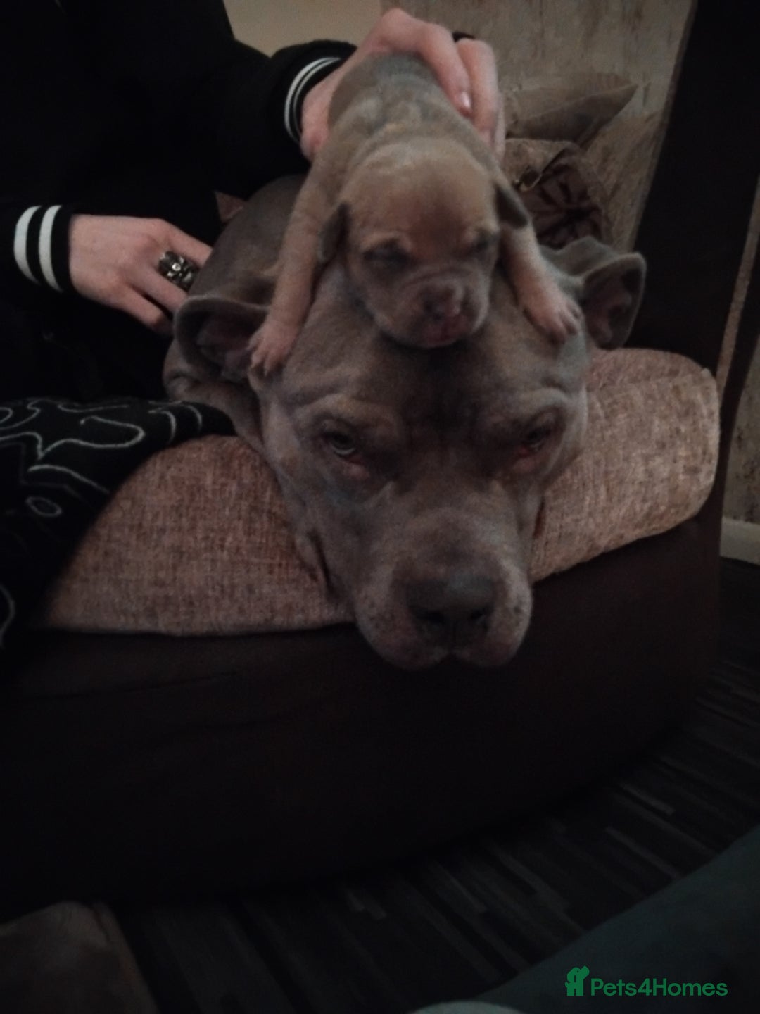 Mixed Breed dogs for sale: Staffordshire bull terrier X puppies - Advert 2