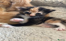 Mixed Breed cats for sale: British mixed breed - Image 5