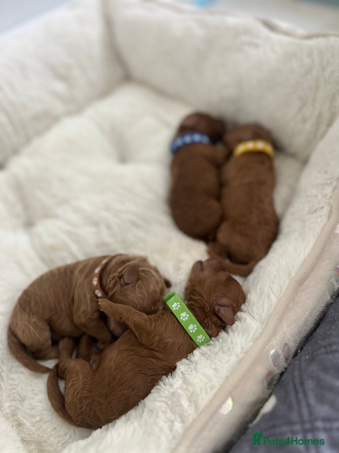 Toy Poodle dogs for sale: Adorable Toy Poodle Pups Looking for Forever Homes - Image 12
