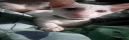 Siamese cats for sale: Siamese kittens - Advert 6