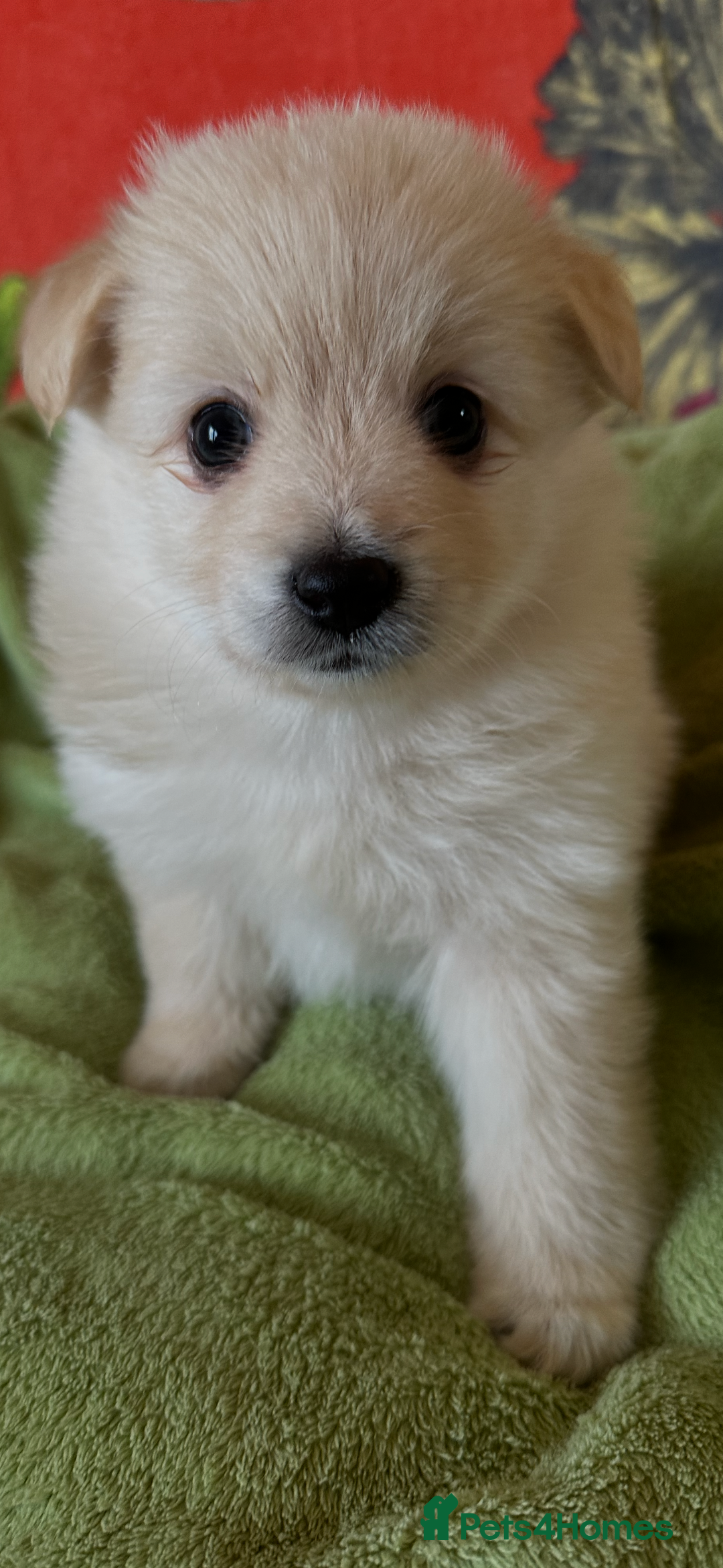 Pomsky dogs for sale: Amazing pomsky puppies - Advert 10