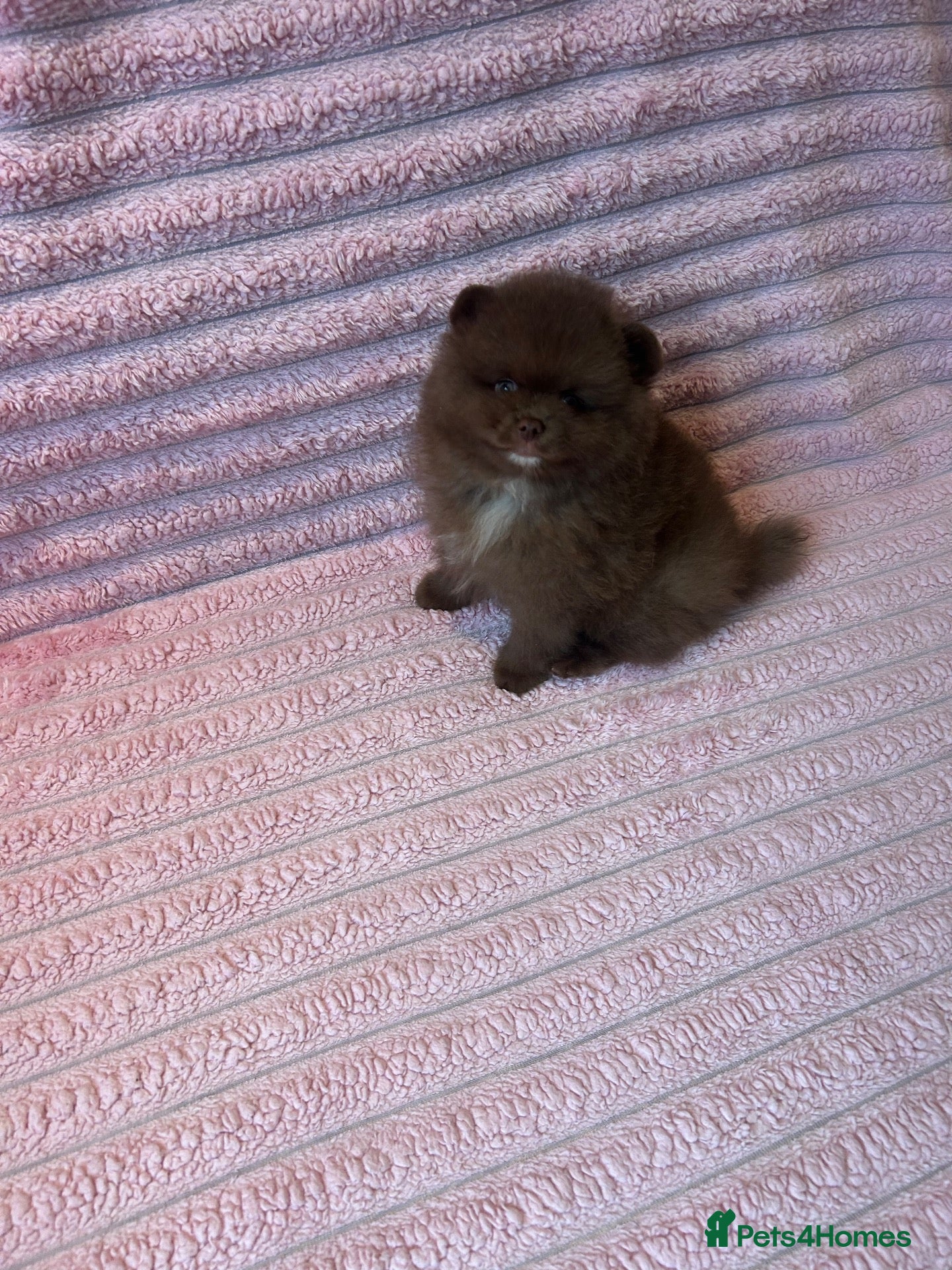 Pomeranian dogs Beautiful Chocolate Pomeranians Ready Now 🥰 - Advert 2