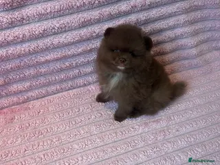 Pomeranian dogs Beautiful Chocolate Pomeranians Ready Now 🥰 - Advert 2