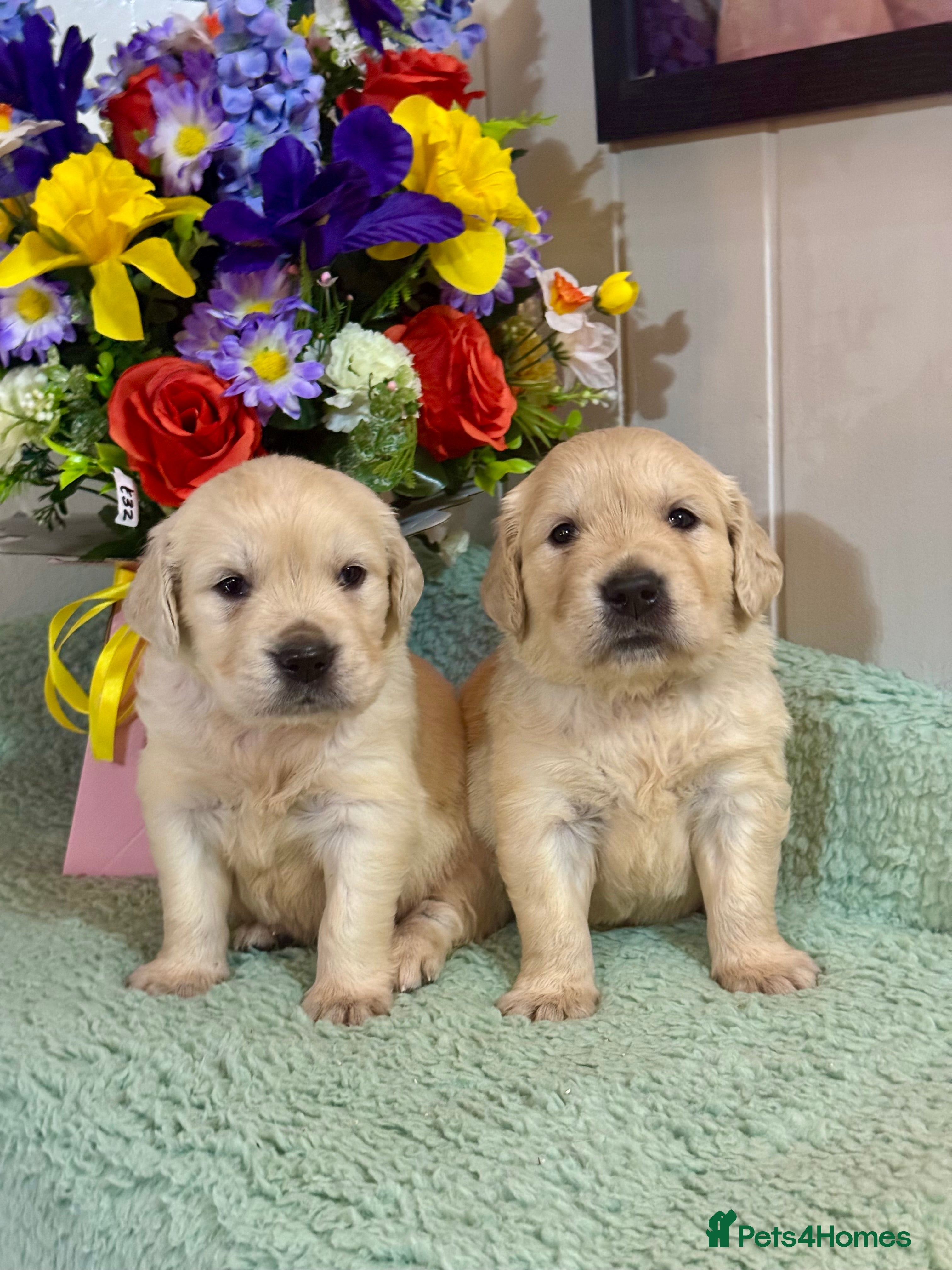 Golden Retriever dogs Boys only  kc reg golden retriever puppies  - Advert 1