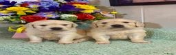 Golden Retriever dogs for sale:  only 1left Kc reg golden retriever puppies  - Advert 3