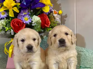 Golden Retriever dogs Boys only kc reg golden retriever puppies - Advert 1