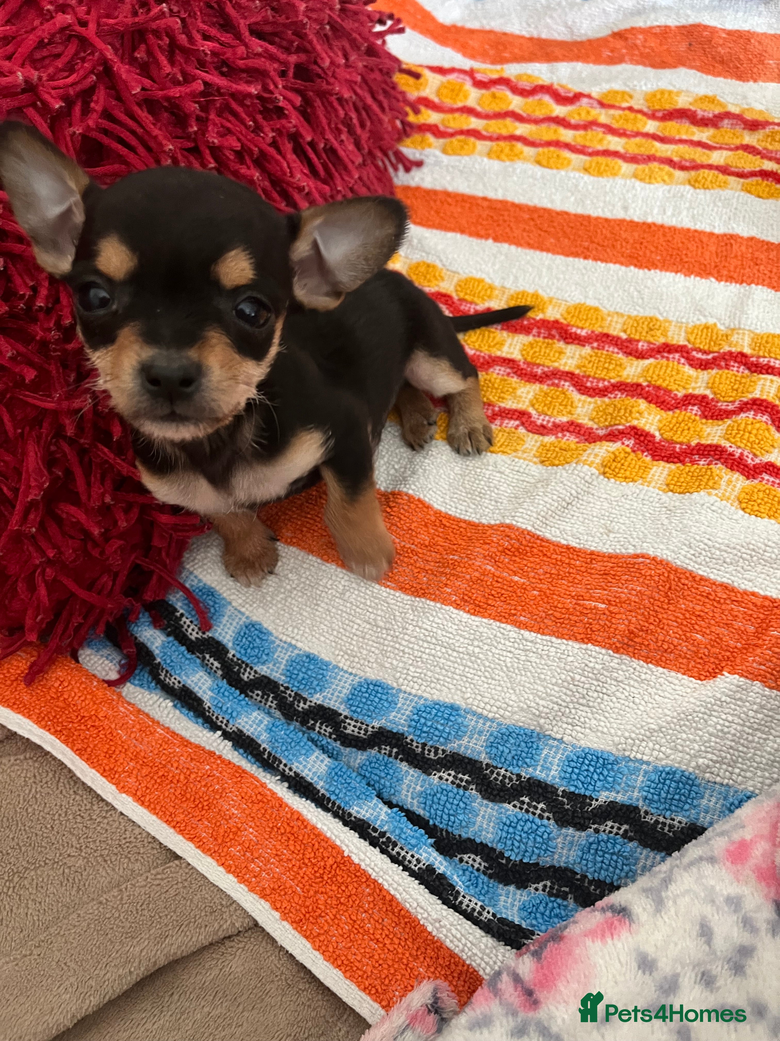 Chihuahua dogs Only 1 Left now! Adorable Chihuahua black/tan boy  - Advert 11